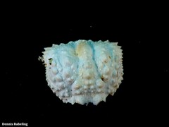 Calappa granulata
