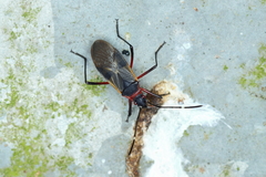 Dysdercus ruficollis