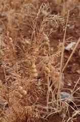 Vicia ervilia
