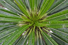 Pachypodium lamerei