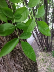 Fraxinus pennsylvanica