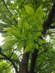Fraxinus pennsylvanica