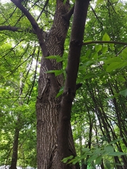 Fraxinus pennsylvanica