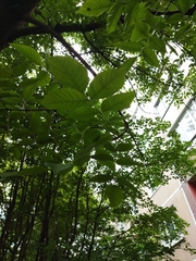 Fraxinus pennsylvanica