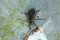 Dysdercus ruficollis