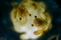 Thaumastocaris streptopus