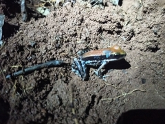 Hydrophylax bahuvistara