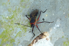 Dysdercus ruficollis