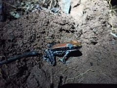 Hydrophylax bahuvistara