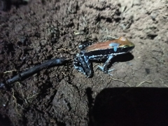 Hydrophylax bahuvistara