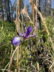Iris prismatica