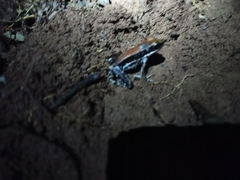 Hydrophylax bahuvistara