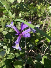 Iris prismatica