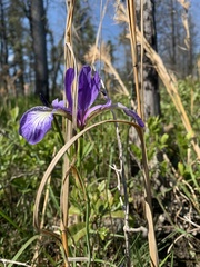 Iris prismatica