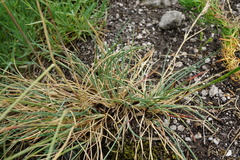 Festuca pallens