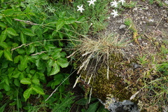 Festuca pallens