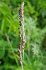 Festuca pallens