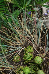Festuca pallens