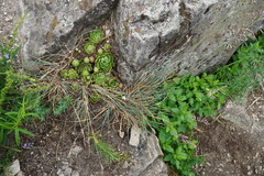 Festuca pallens