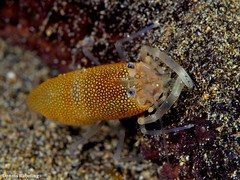 Gnathophyllum elegans