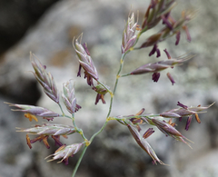 Festuca pallens