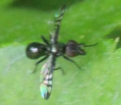 Rivellia syngenesiae