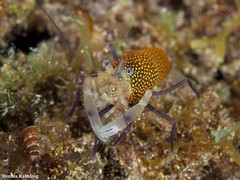 Gnathophyllum elegans