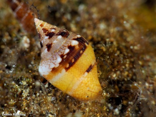 Columbella adansoni