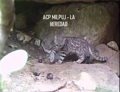 Leopardus garleppi