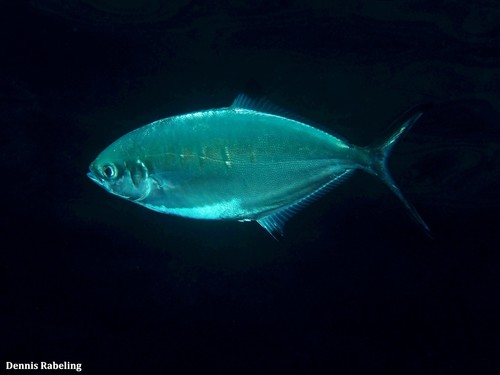 Pompano