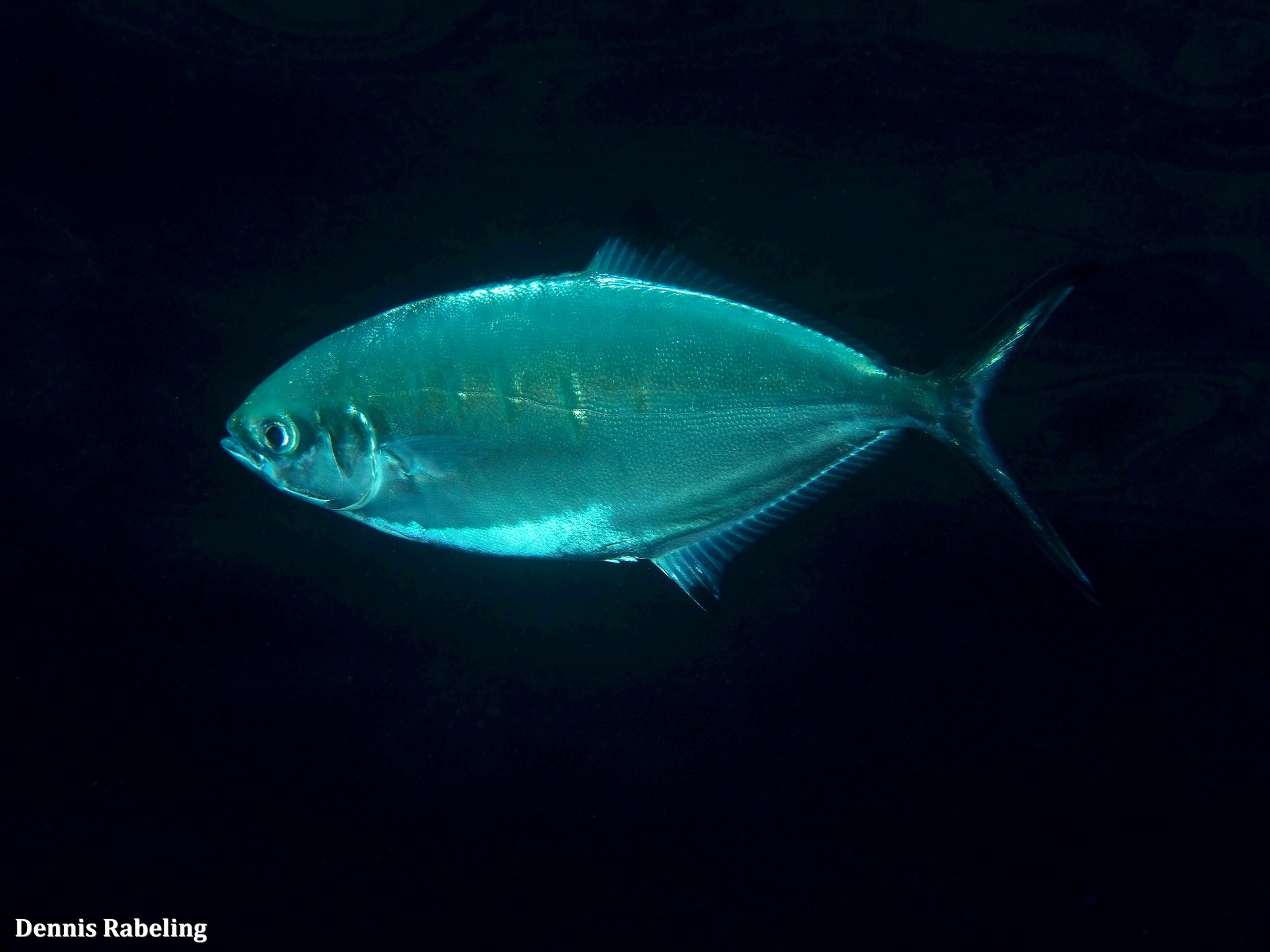 Best gear to fish Pompano, (Trachinotus Ovatus)