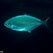 Pompano - Photo (c) Dennis Rabeling, some rights reserved (CC BY-NC-ND), uploaded by Dennis Rabeling