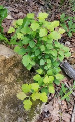 Crataegus biltmoreana