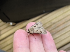 Agrotis exclamationis