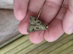 Agrotis exclamationis