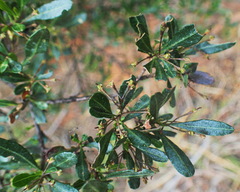 Dodonaea viscosa spatulata