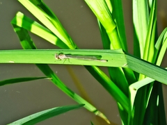 Sympecma fusca