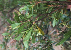 Dodonaea viscosa spatulata