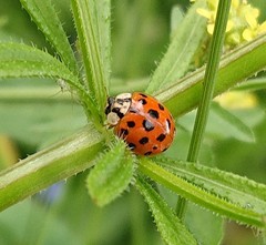 Harmonia axyridis