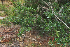 Dodonaea viscosa spatulata