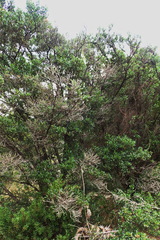 Dodonaea viscosa spatulata