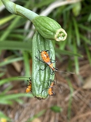 Heteroptera