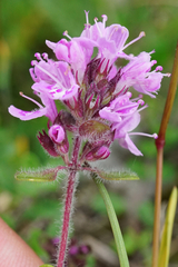 Thymus odoratissimus