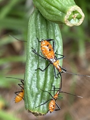 Heteroptera