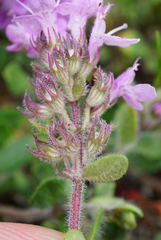 Thymus odoratissimus