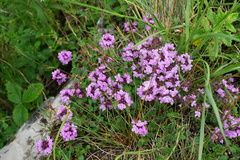 Thymus odoratissimus