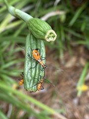 Heteroptera