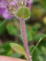 Thymus odoratissimus