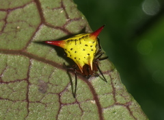 Micrathena annulata