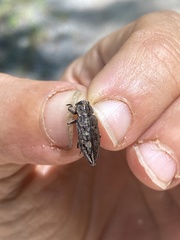 Chrysobothris dentipes